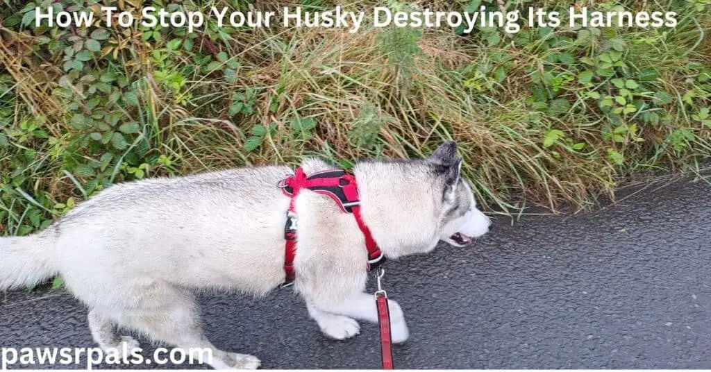 How To Stop Your Husky Destroying Its Harness. Luna, the grey and white Siberian Husky, wearing a red and black harness and lead, walking along a path next to a grassy verge.