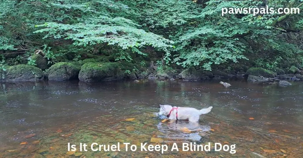 Is It Cruel To Keep A Blind Dog. Luna, the grey and white blind Siberian Husky, wearing a red and black harness, wading in the river, with rocks on the riverbed and trees in the background.