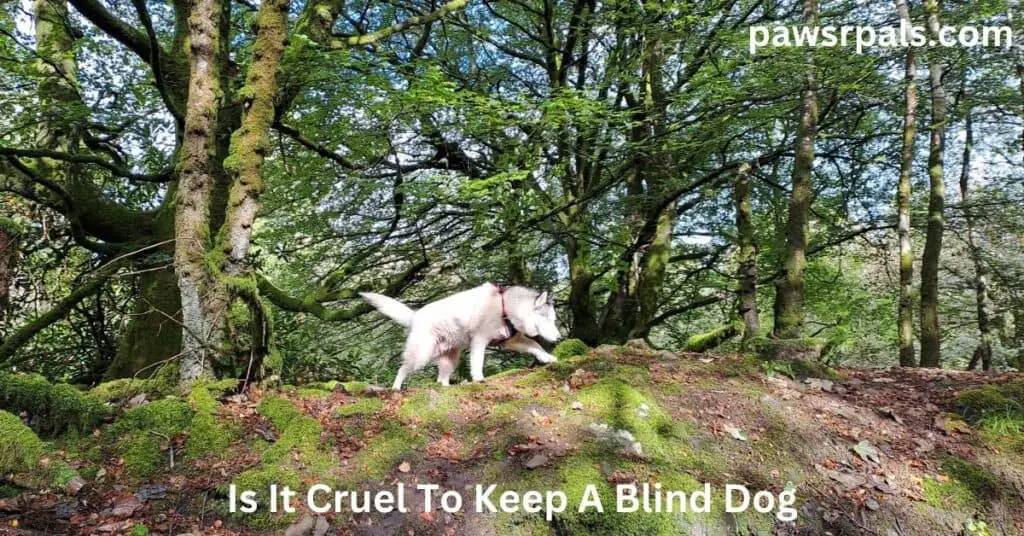 Is It Cruel To Keep A Blind Dog. Luna, the grey and white blind Siberian Husky, wearing a red and black harness, walking along a rocky mossy ledge in the woods, with trees in the background.