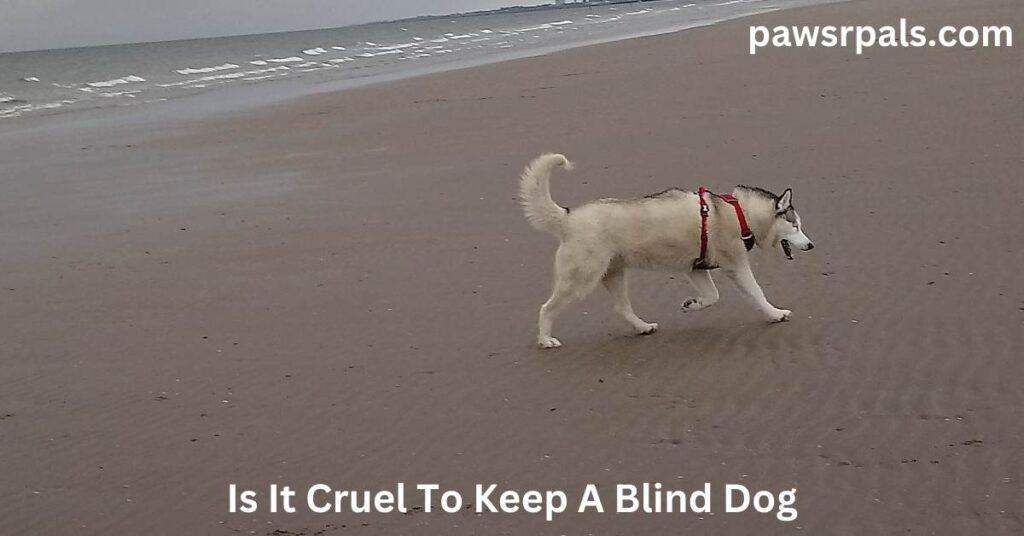 Is It Cruel To Keep A Blind Dog. Luna, the grey and white blind Siberian Husky, wearing a red and black harness, walking on the sand with the sea in the background.