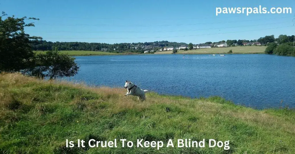 Is It Cruel To Keep A Blind Dog. Luna, the grey and white blind Siberian Husky, wearing a red and black harness, jumps through the grass with the Loch and houses in the background.