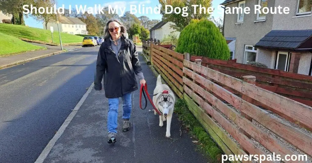 Should I Walk My Blind Dog The Same Route. Daniella lead walking Luna, the grey and white blind Siberian Husky, along a path in a residential area, beside cars and houses, using her red and black 2-point harness and lead.