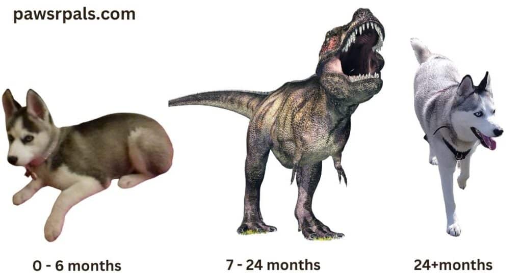 Husky Development Cycle. Luna, the grey and white Siberian Husky is a 3-month-old puppy on the left, the T-Rex image in the middle shows 7-24 months, teenage stage and Luna as an adult showing the 24+ months stage.