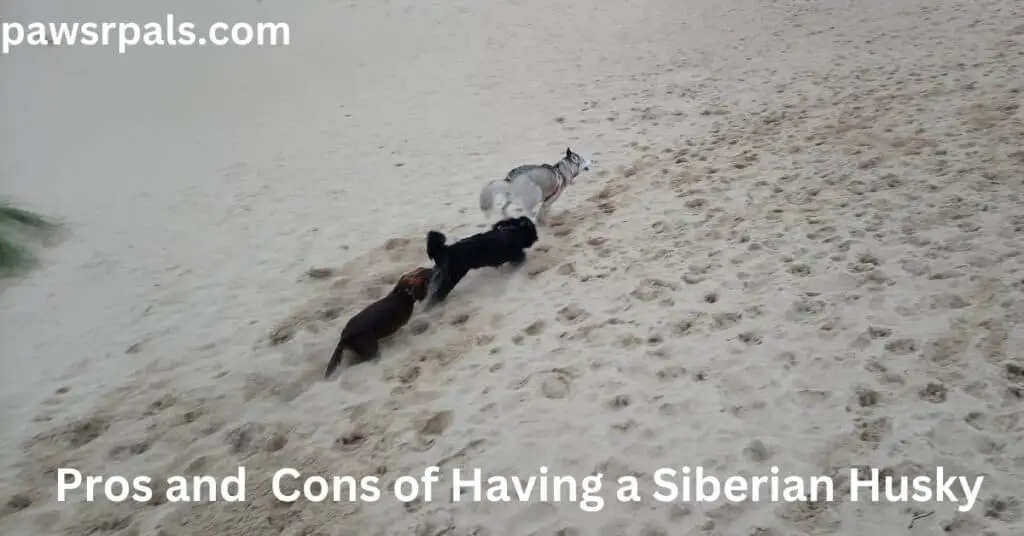 Pros and Cons of Having a Siberian Husky. Luna, the grey and white Siberian Husky, and her dog friends, Buddy, the black Tibetan Terrier, and Willow, the brown Springer Spaniel running in the sand playing chase.