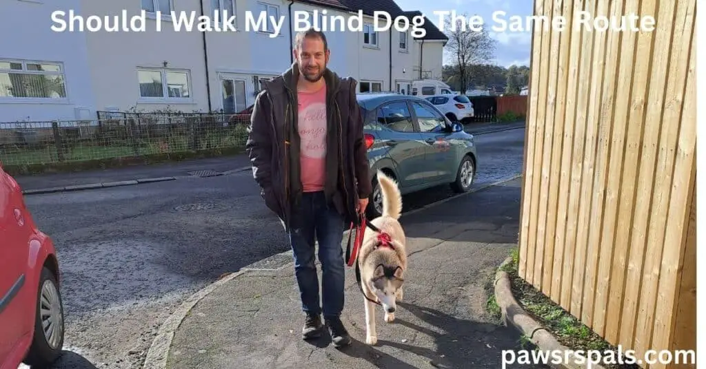 Matt Walking Blind Husky Luna