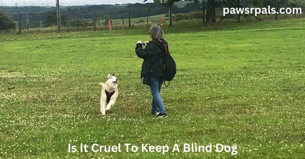 Is It Cruel To Keep A Blind Dog. Luna, the grey and white blind Siberian Husky, wearing a red and black harness, ran towards Daniella on the grass in the park.