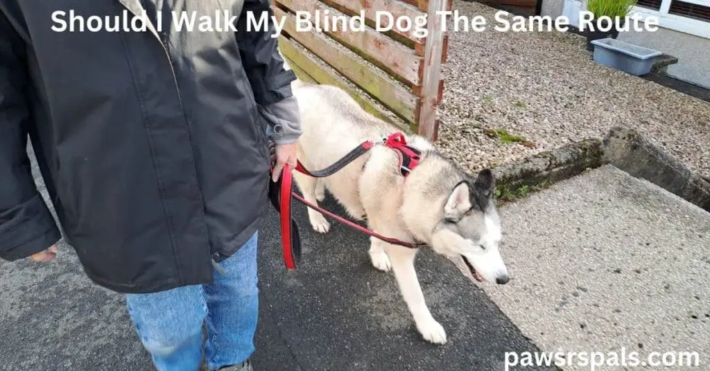 Should I Walk My Blind Dog The Same Route. Luna, the grey and white blind Siberian Husky wearing a red and black harness and lead, walks along a path next to a house with Daniella.