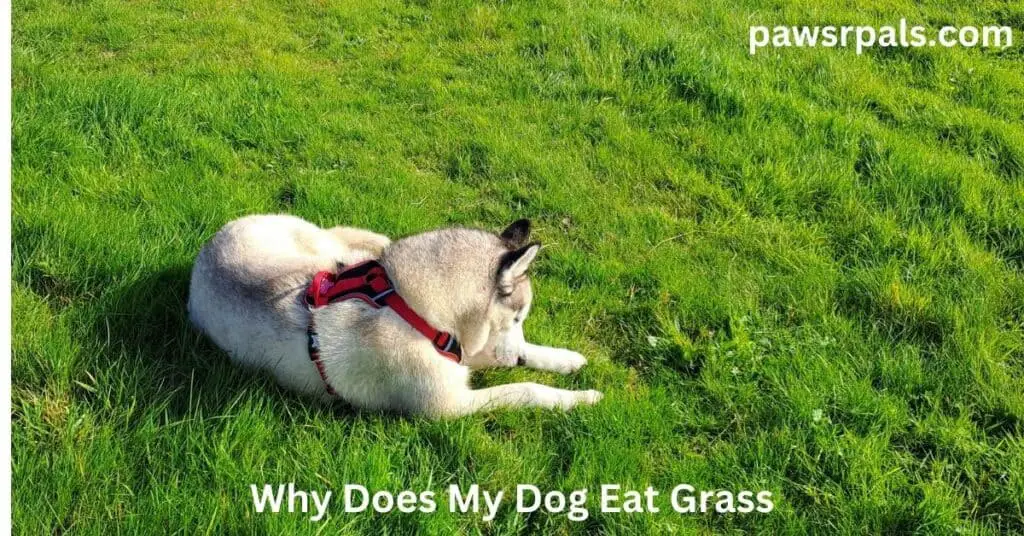 Why Does My Dog Eat Grass. Luna, the grey and white Siberian Husky,  wearing a red and black harness, lying on the grass