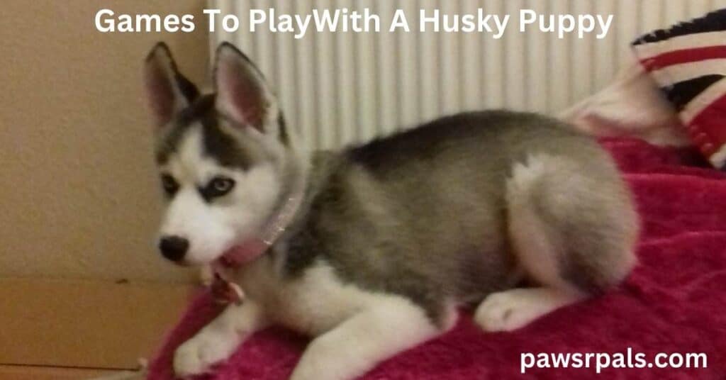 Games To Play With A Husky Puppy. Luna, the grey and white Siberian Husky, wearing a pink collar, sitting on a pink fluffy throw, in front of the radiator.