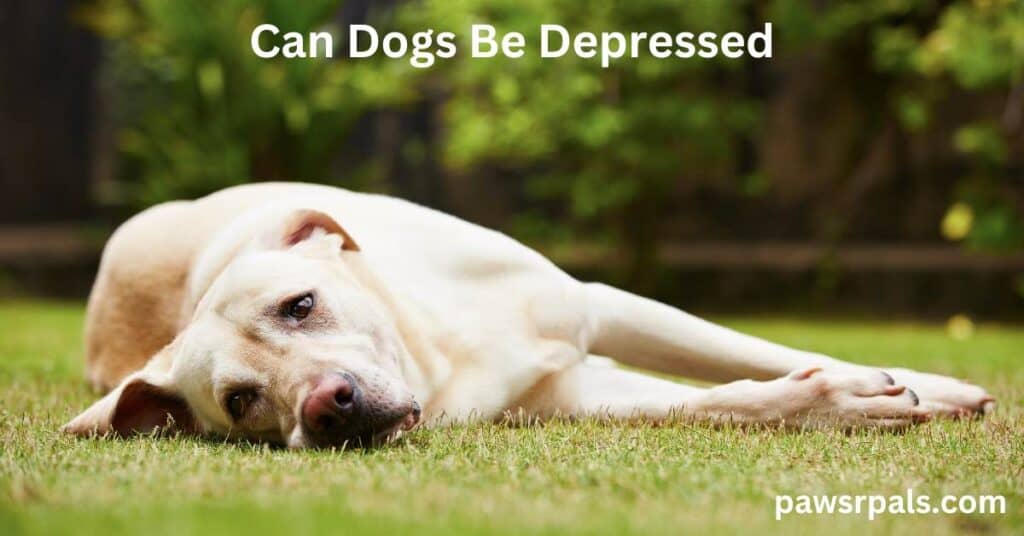 Can Dogs Be Depressed. Yellow Labrador Retriever lying on its side on the grass with trees in the background, looking sad.