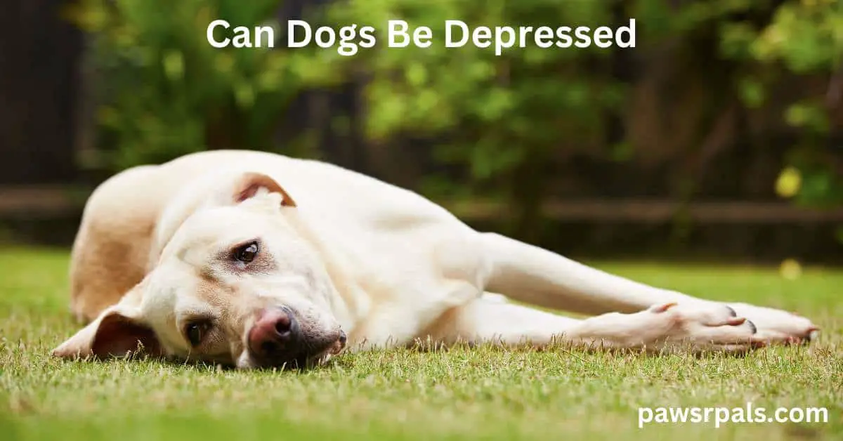 can a dog become depressed