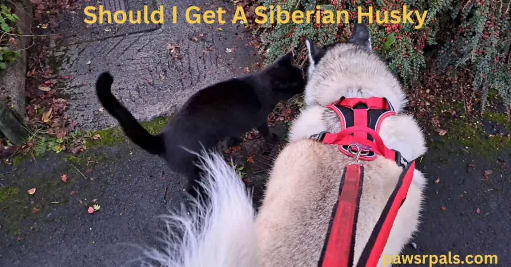 Should I Get A Siberian Husky. Pickles, the black cat on the left, on a walk with Luna, the grey and white Siberian Husky, wearing a black and red harness and lead, sniffing some plants on the path next to the river.
