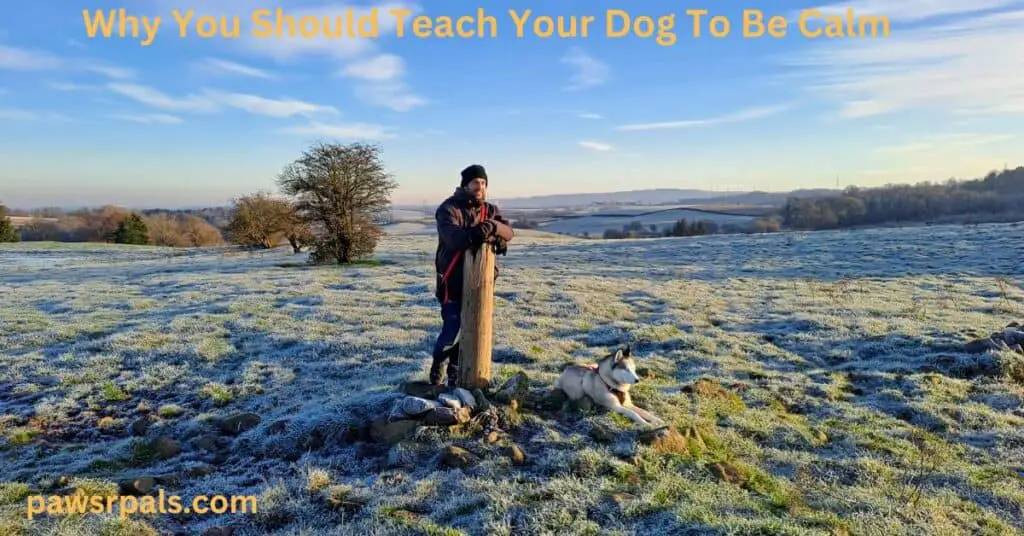 Why You Should Teach Your Dog To Be Calm. Luna the grey and white Siberian Husky, wearing a red and black harness, lying relaxing in a frosty field, next to Matt stood at a post with fields and trees in the background.