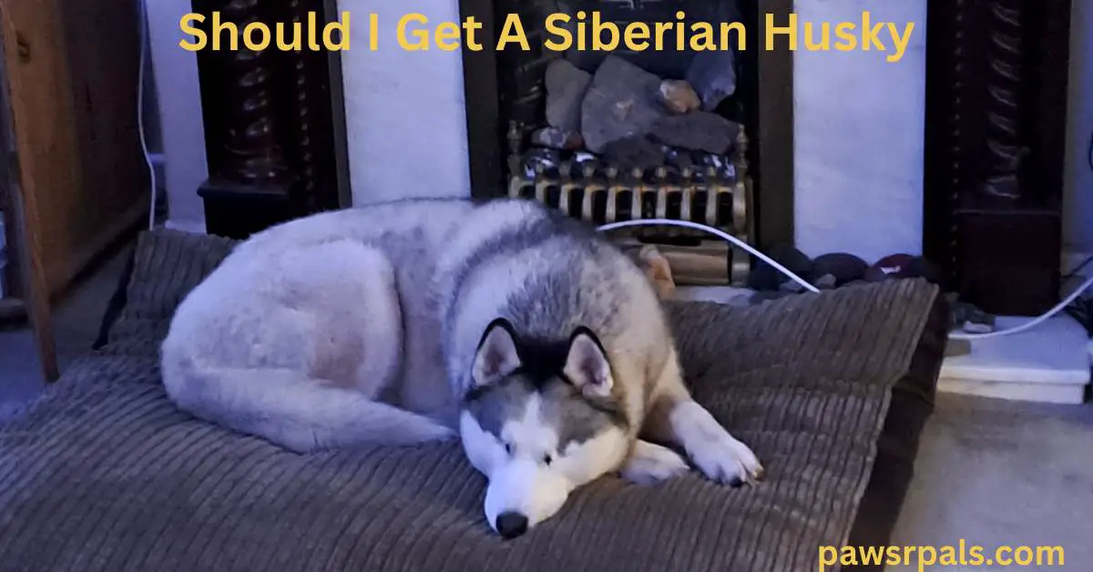 Should I Get A Siberian Husky