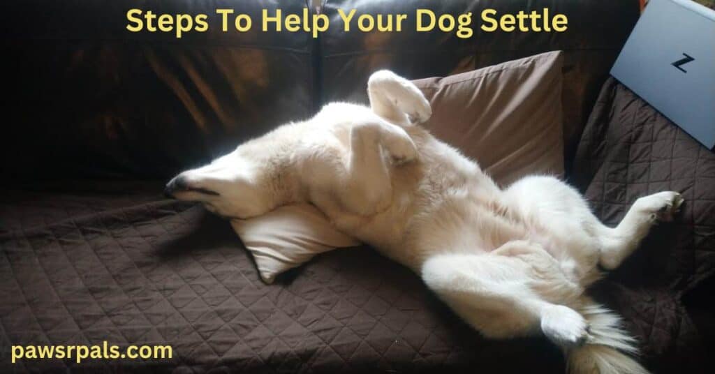 Steps To Help Your Dog Settle. Luna, the grey and white Siberian Husky sleeping on her back on the brown sofa with a cream pillow under her head.