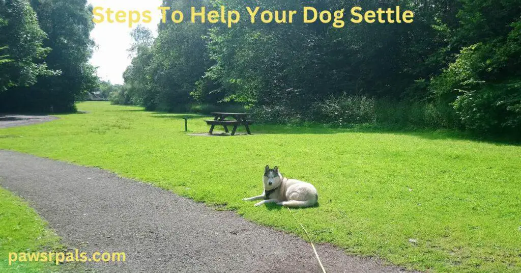 Steps To Help Your Dog Settle. Luna, the grey and white Siberian Husky, lying relaxing on the grass in the park with a black and red harness on and a yellow long-line lead attached.