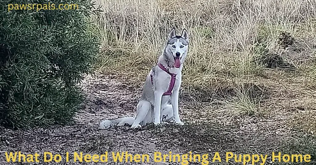What Do I Need When Bringing A Puppy Home. Luna, the grey and white Siberian Husky, wearing a pink harness and collar, sat in brush next to a bush.