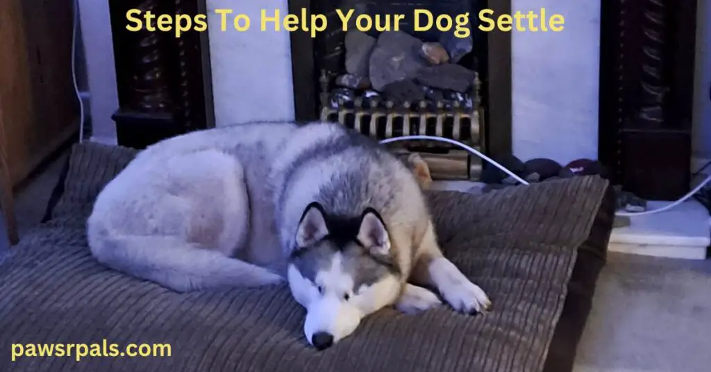 Steps To Help Your Dog Settle. Luna, the grey and white Siberian Husky relaxing on the brown dog bed, in front of the fire.
