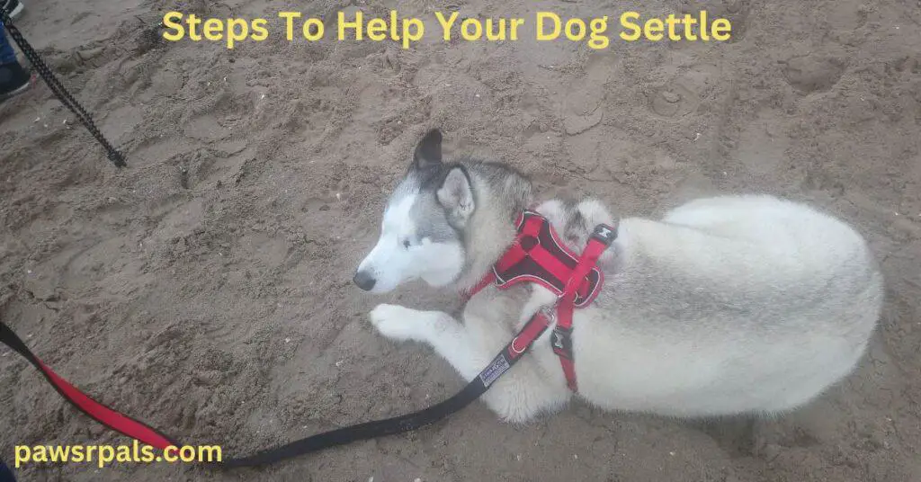 Steps To Help Your Dog Settle. Luna, the grey and white Siberian Husky wearing a red and black harness and lead, lying relaxing on the beach with the Red Arrows flying around