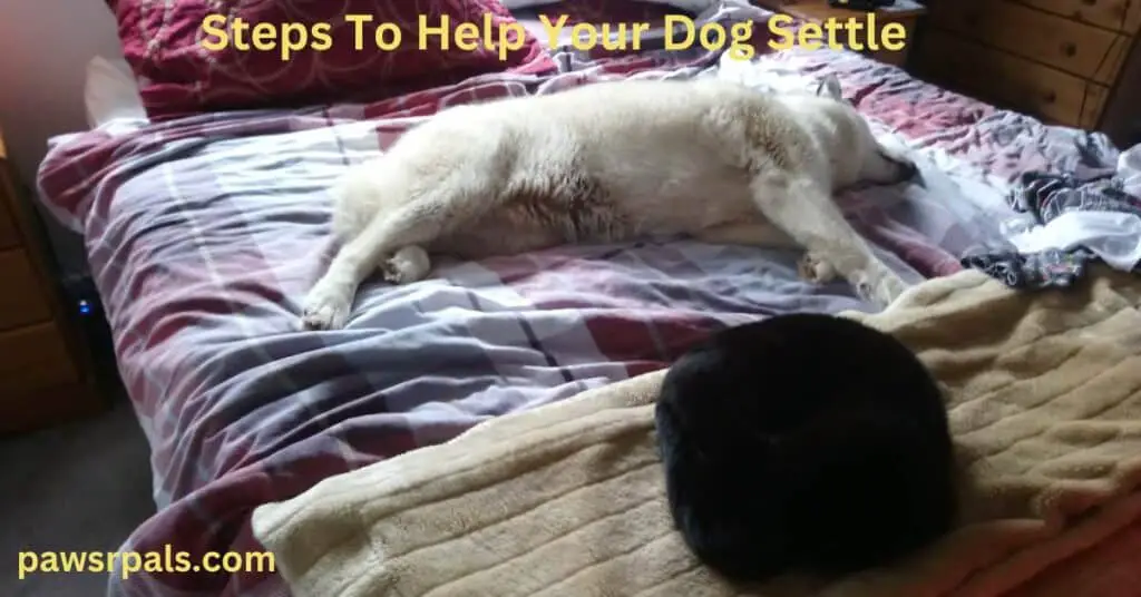 Steps To Help Your Dog Settle. Luna, the grey and white Siberian Husky sleeping on our red and white checked bedspread, and Pickles the black cat sleeping on the cream fluffy blanket at the bottom of our bed.