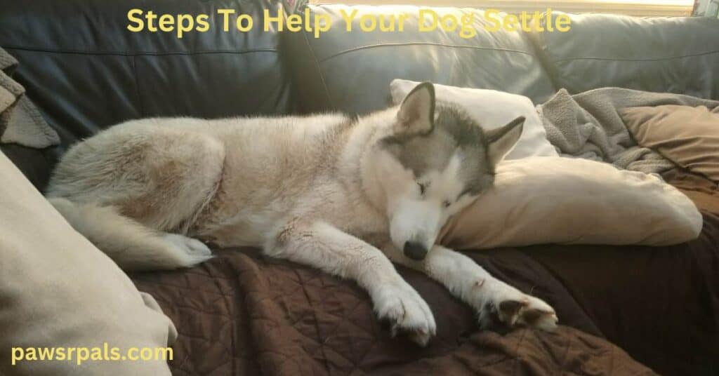 Steps To Help Your Dog Settle. Luna, the grey and white Siberian Husky sleeping on the brown sofa with a cream pillow under her head.