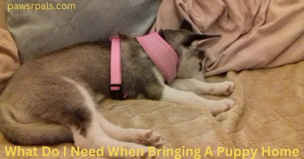 What Do I Need When Bringing A Puppy Home. Luna, the grey and white Siberian Husky, as a puppy, sleeping on a cream fluffy blanket on the sofa wearing a pink harness.