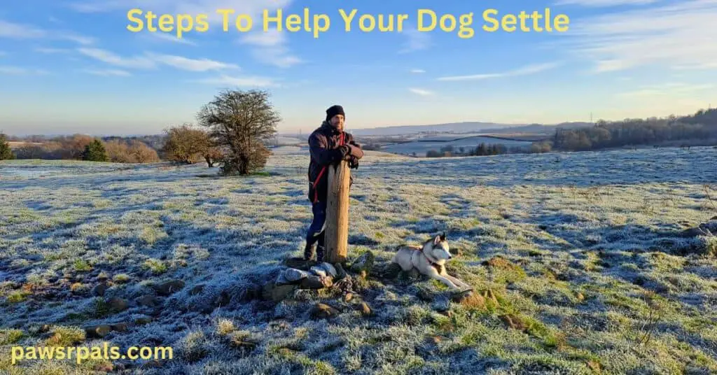 Steps To Help Your Dog Settle. Luna, the grey and white Siberian Husky wearing a black and red harness, lying relaxing on the frosty field, next to Matt leaning on a post.