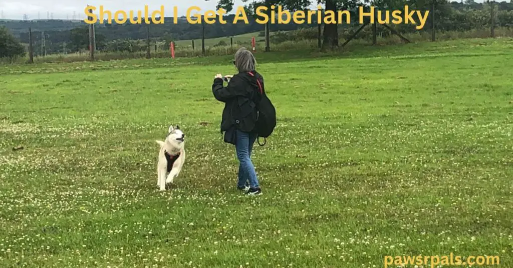 Should I Get A Siberian Husky. Daniella and Luna, the grey and white, blind Siberian Husky, running in the park.