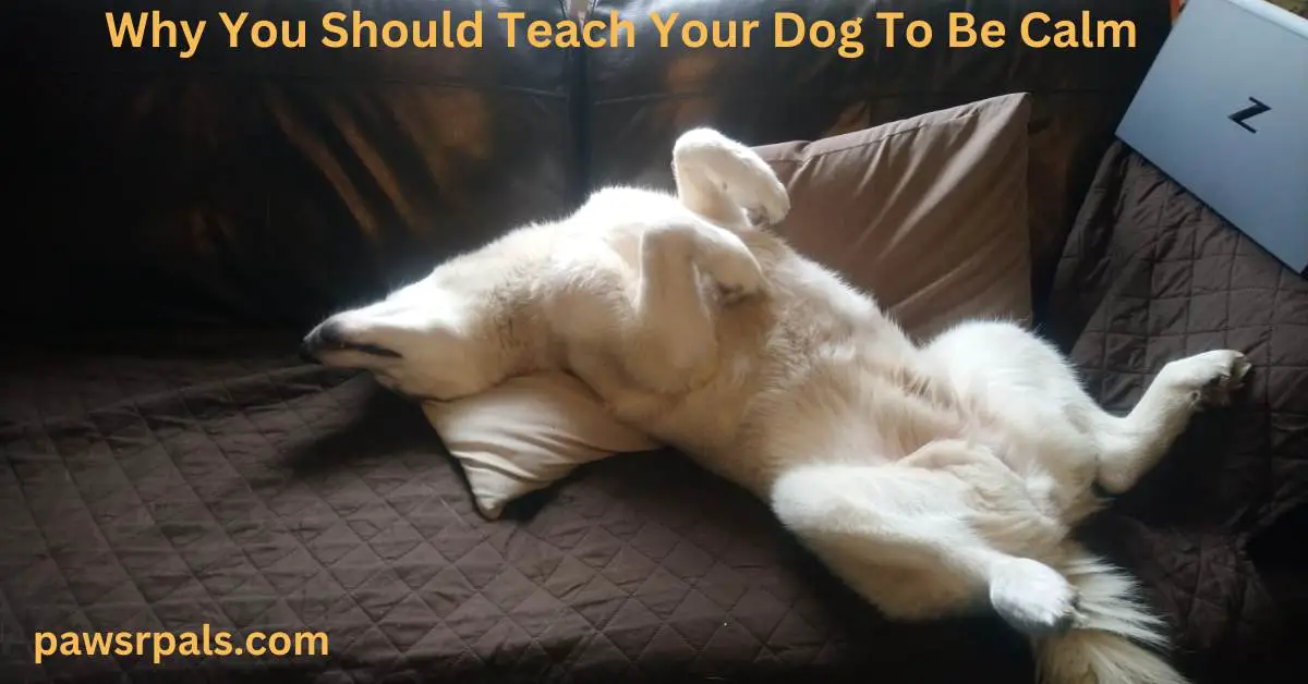 Why You Should Teach Your Dog To Be Calm