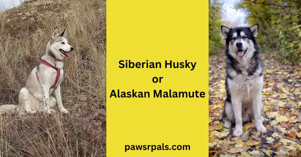Siberian Husky or Alaskan Malamute