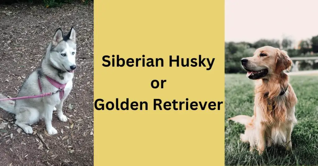 Siberian Husky or Golden Retriever. Luna, the grey and white Siberian Husky wearing a pink harness and lead on the left. A yellow Golden Retriever on the right sat in a field.