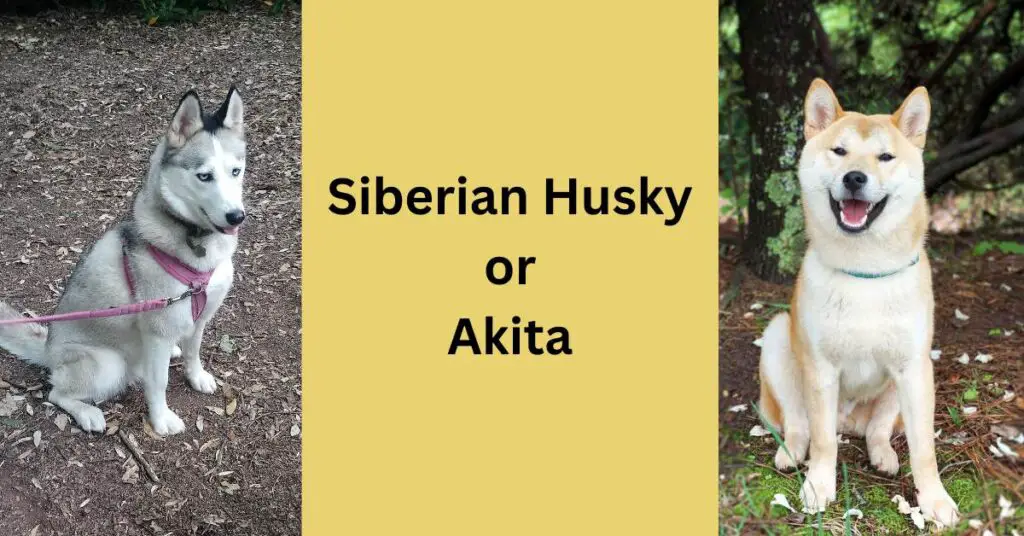 Siberian Husky or Akita. On the left is Luna, a grey and white Siberian Husky wearing a pink harness and lead. On the right is a red and white Akita with a blue collar.