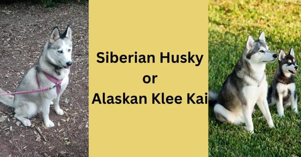Siberian Husky or Alaskan Klee Kai. On the left side is Luna, the grey and white Siberian Husky wearing a pink harness and pink lead, on the right is a dark grey and white Alaskan Klee Kai and a black and white Alaskan Klee Kai puppy sat on grass. 