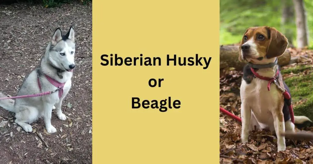 Husky or Beagle