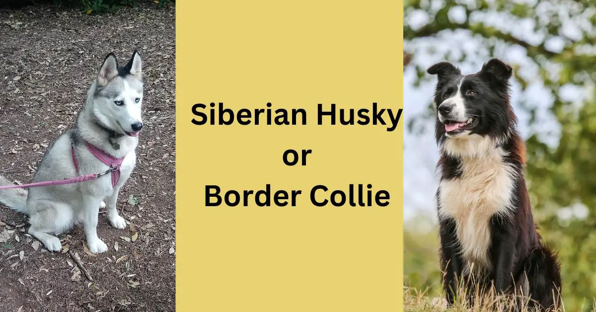 Siberian Husky or Border Collie