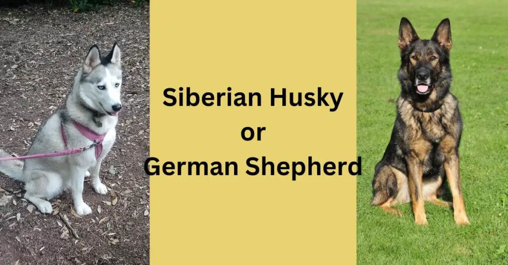 Siberian Husky or German Shepherd. Luna, the grey and white Siberian Husky wearing a pink harness and lead on the left. Black and brown German Shepherd with a black collar on the right.