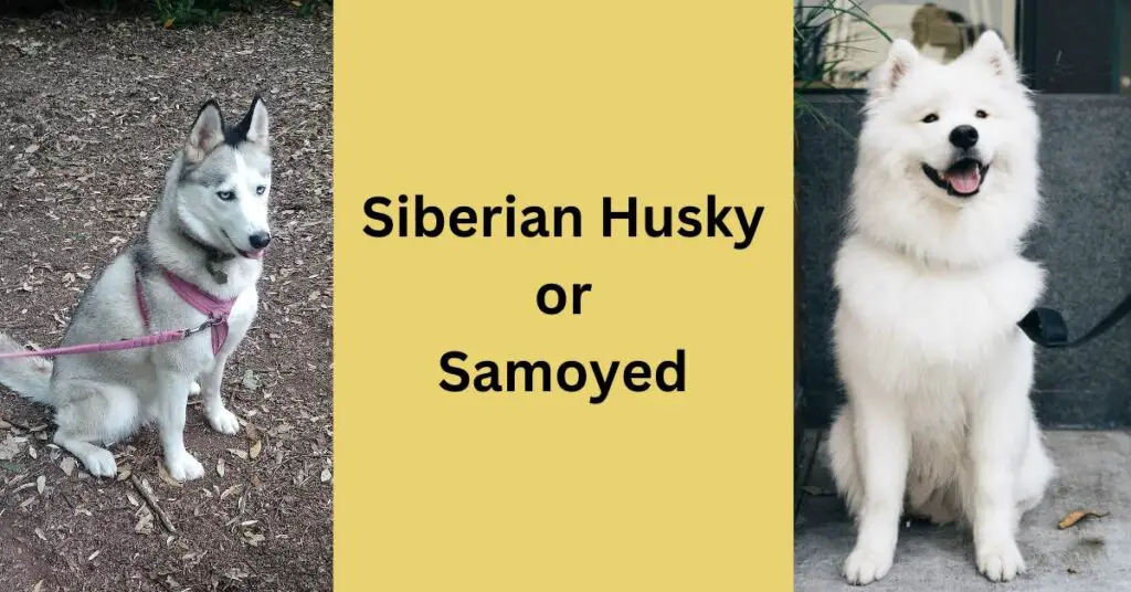 Siberian Husky or Samoyed