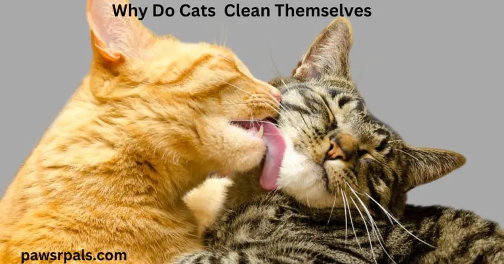 Why Do Cats Clean Themselves. Orange tabby cat grooming a tortoiseshell cat's face. With a grey background.