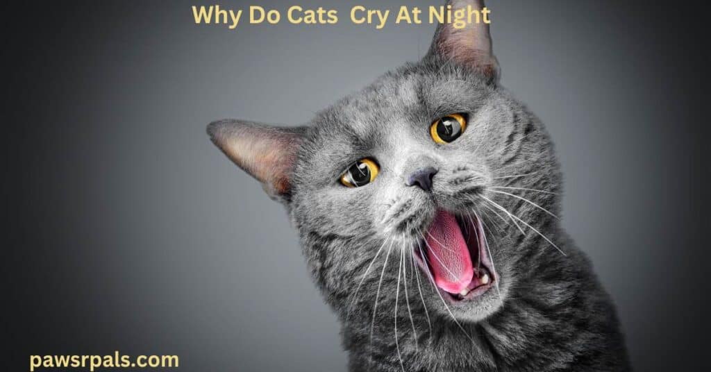 cat crying