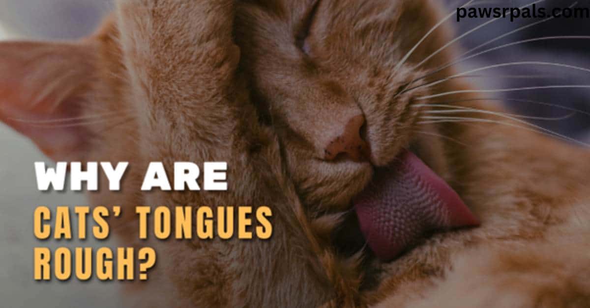 Why Are Cats’ Tongues Rough? Find Out Here!