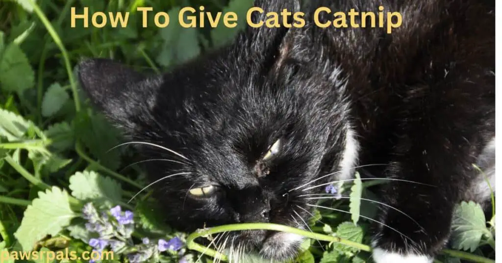 How To Give Cats Catnip. A black and white cat lying in a Catnip plant.