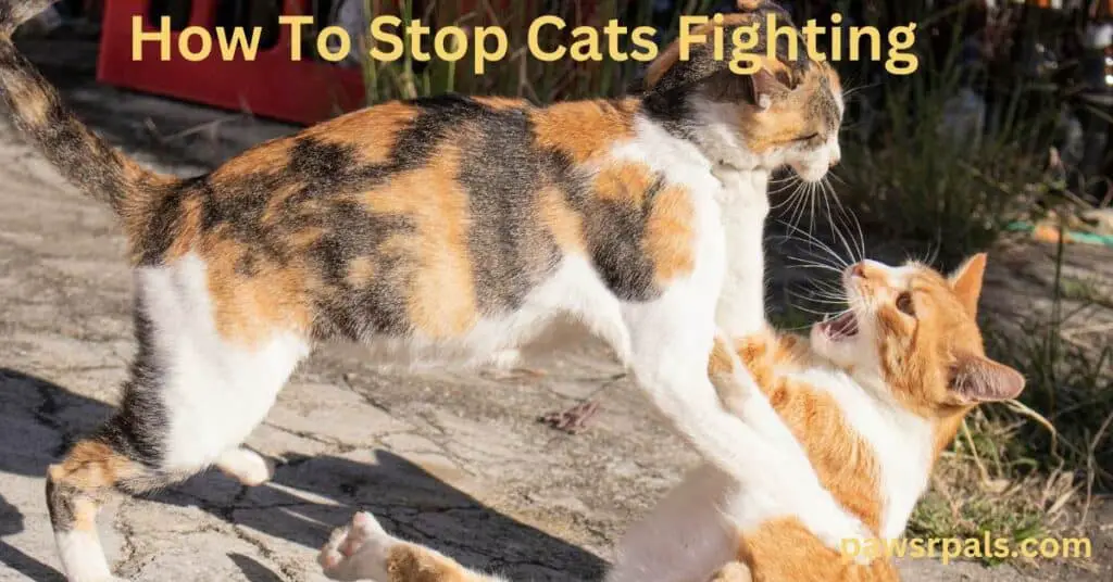 How To Stop Cats Fighting. Two cats facing each other, fighting on a concrete path. An orange, brown, and white tabby jumps on an orange and white tabby with grass in the background.