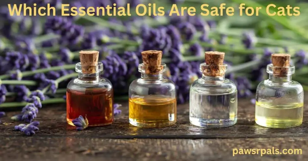 Which Essential Oils Are Safe For Cats. Four small bottles of essential oils with cork lids, one with dark brown liquid, one with golden color liquid, one with clear liquid, and the last bottle with pale yellow liquid. sat on a wooden table with lavender behind them.