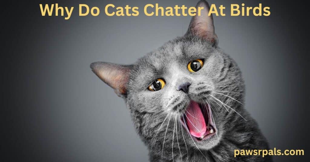 Why Do Cats Chatter At Birds. A grey cat with orange eyes chattering in a dark background.