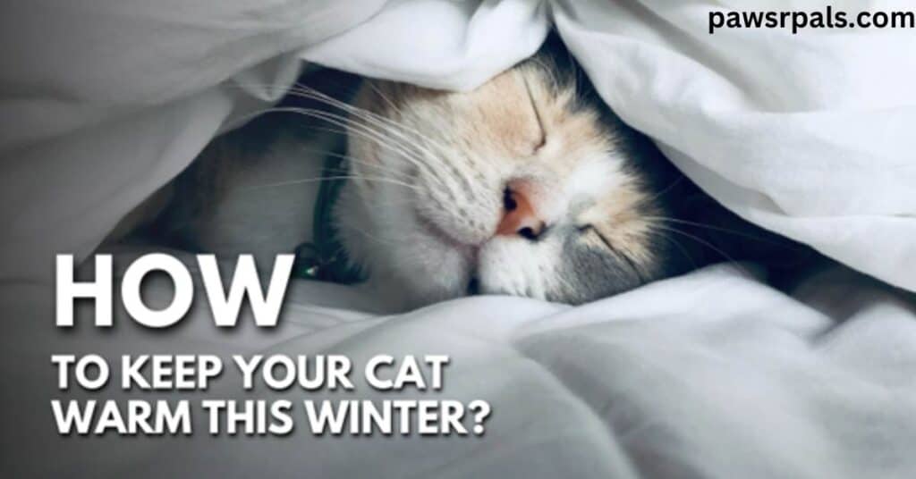 How To Keep Your Cat Warm This Winter. White, sable, and grey cat lying sleeping in amongst white covers.