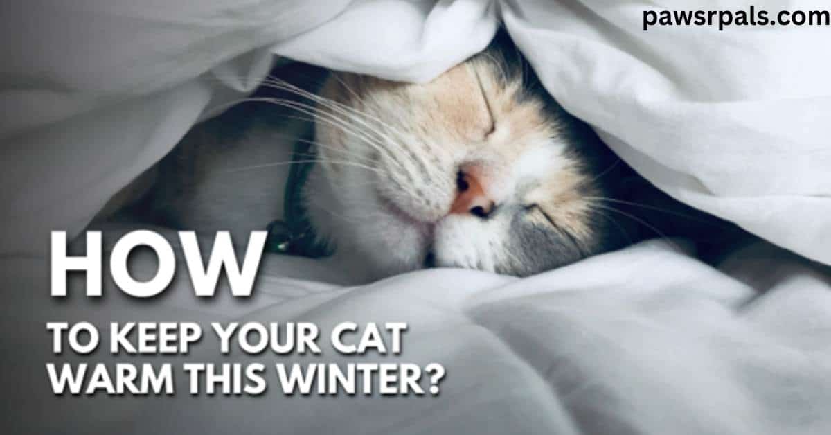 How Cold Is Too Cold For Cats? How To Keep Your Cat Warm This Winter