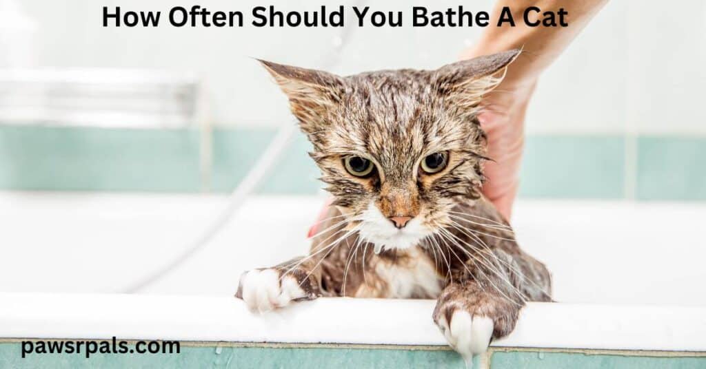 cat in a bath