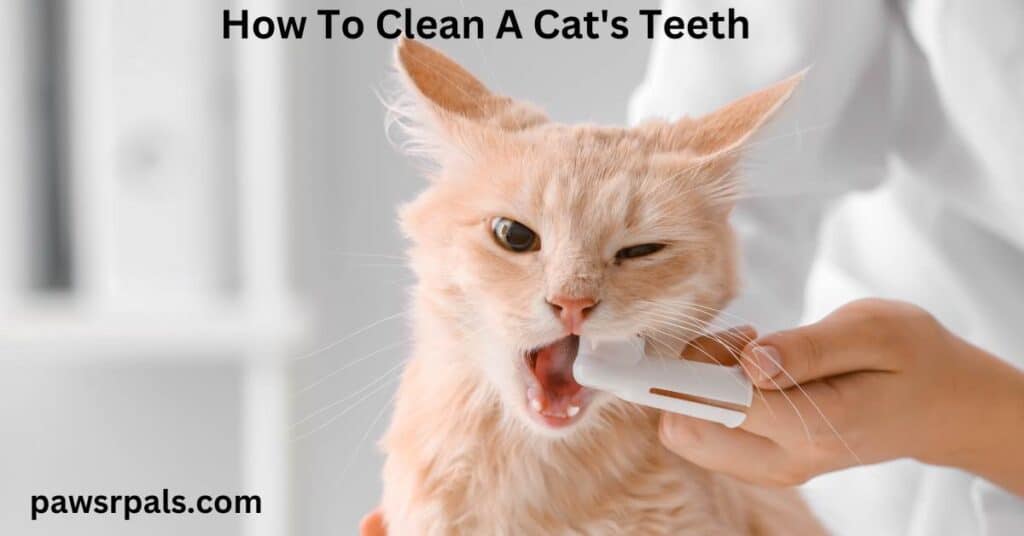 How To Clean A Cat's Teeth. A woman wearing white scrubs, using a finger cat toothbrush to clean a tabby cat's  teeth, with a white background.