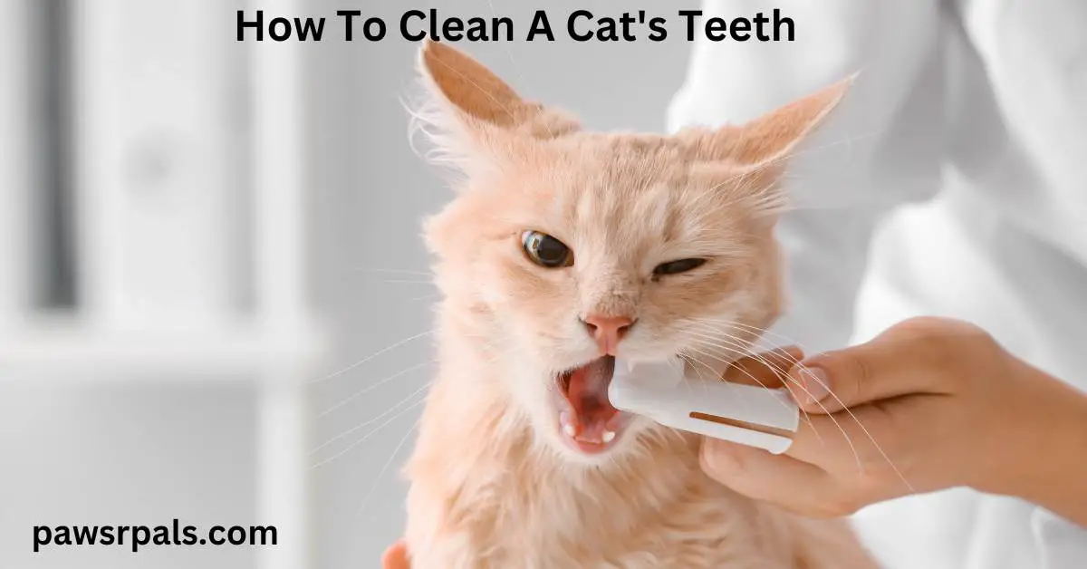 cat cleaning teeth