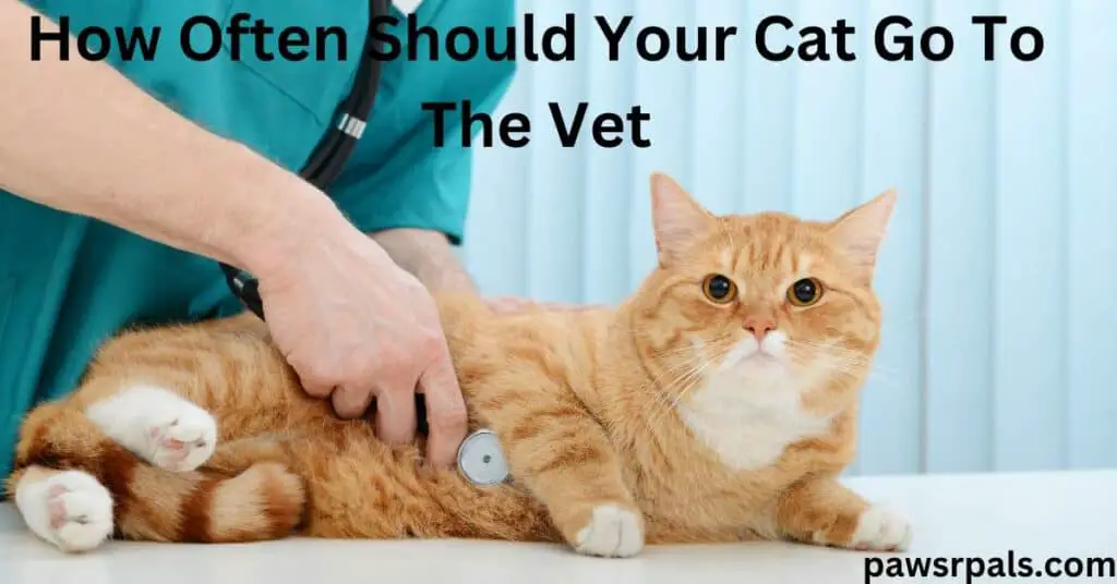 How Often Should Your Cat Go To The Vet. An orange tabby cat with a white chest, lying on a white table facing forward. A person wearing green scrubs holding a stethoscope onto its tummy.